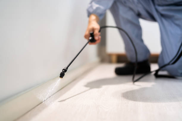 Licensed Termite Control service in Springfield, MA - Nex Pest Control