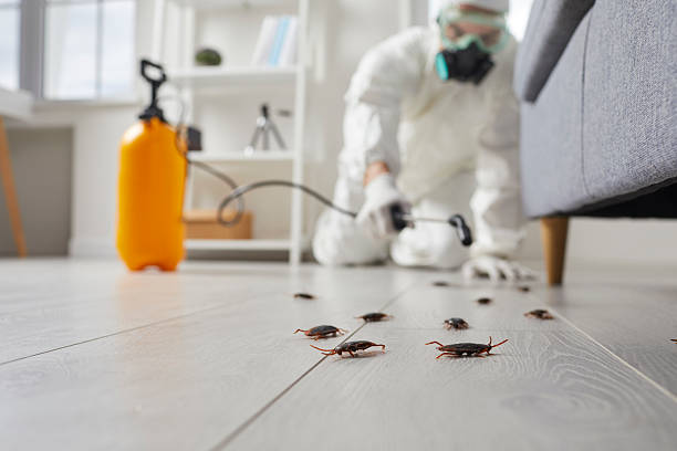 Affordable Termite Control solutions in Springfield, MA